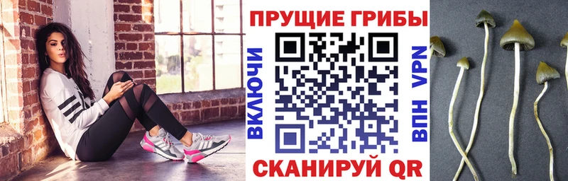 OMG зеркало это Telegram Пучеж Псилоцибиновые грибы Cubensis где купить наркотик